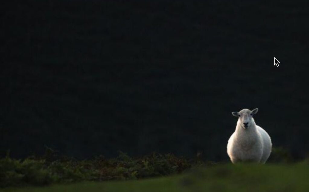 Sheep standing alone in twilight field by Mike Erskine